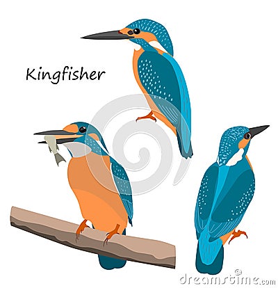 Common kingfisher isolated on white background Vector Illustration